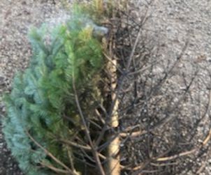 Afbrændt juletræ på bestilling af Mungo Park